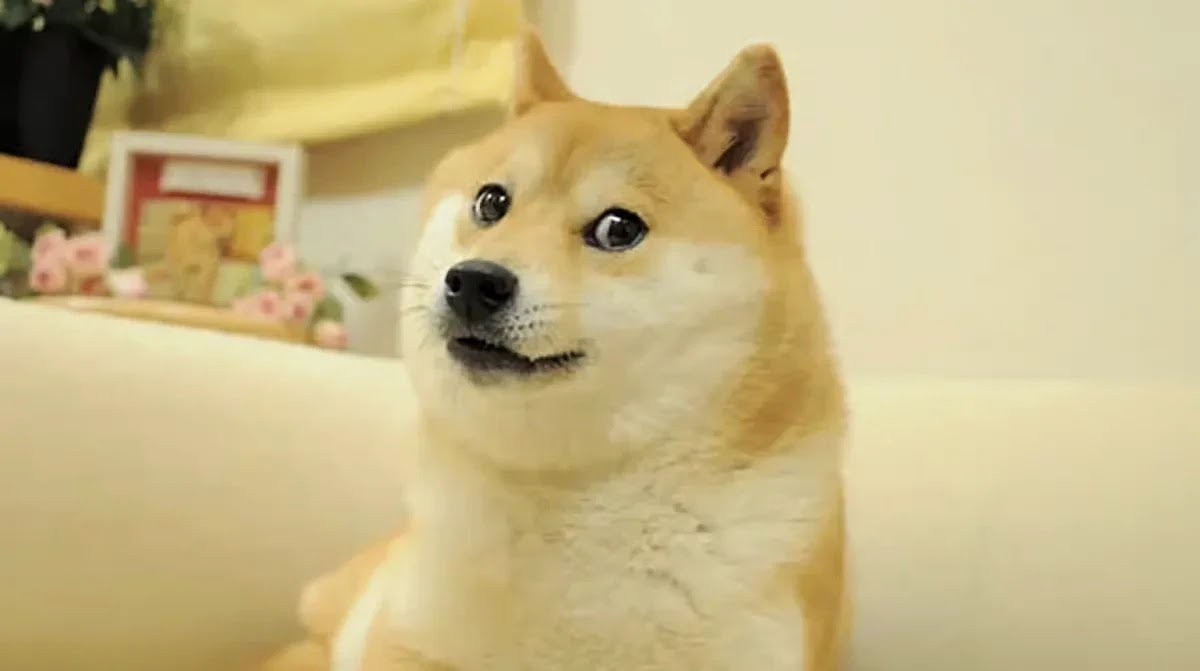 Classic portrait of the Doge Shiba Inu dog looking at the camera.